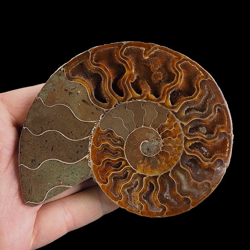 AMONIT - 110 mm - KREDA DOLNA - 110 mln lat - MADAGASKAR