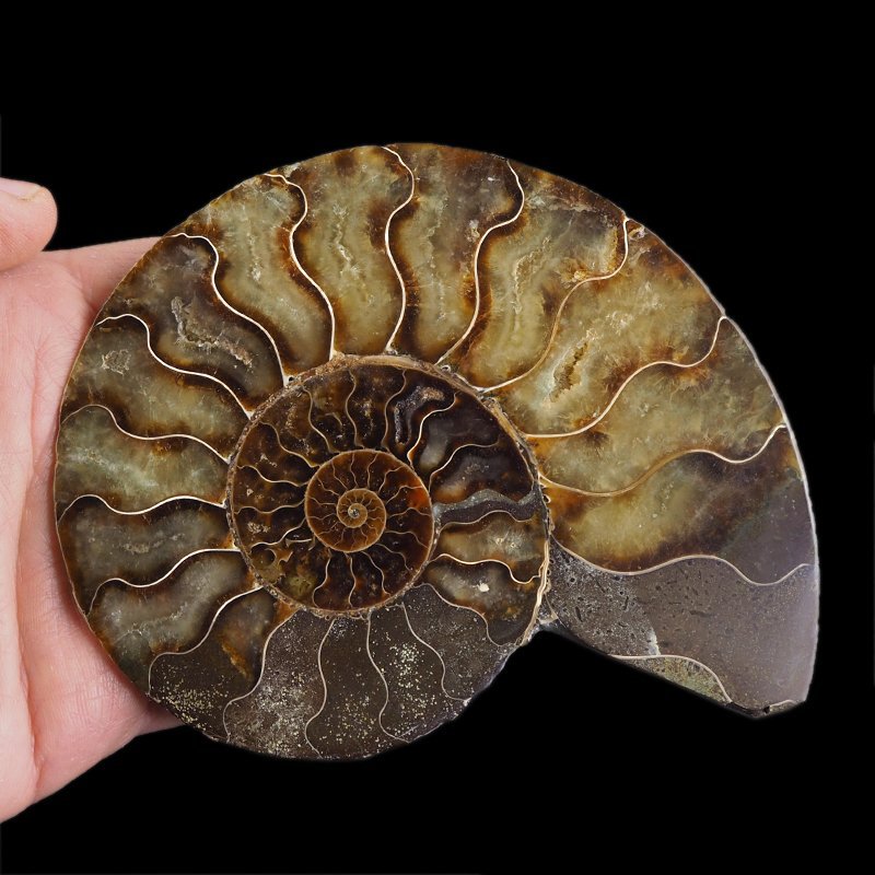 AMONIT - 129 mm - KREDA DOLNA - 110 mln lat - MADAGASKAR