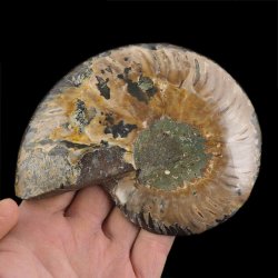 AMONIT - 129 mm - KREDA DOLNA - 110 mln lat - MADAGASKAR