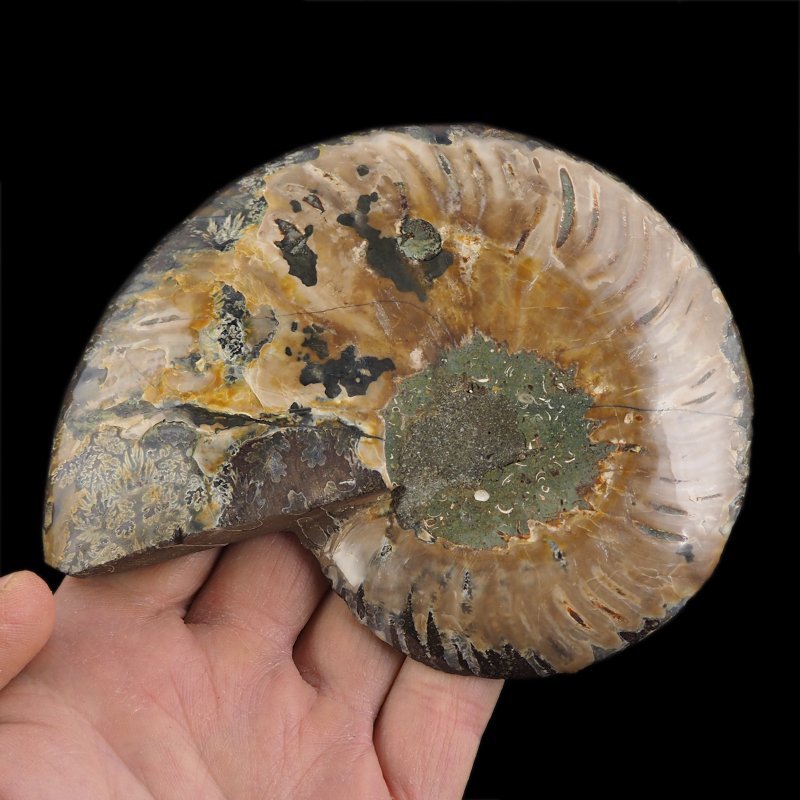 AMONIT - 129 mm - KREDA DOLNA - 110 mln lat - MADAGASKAR