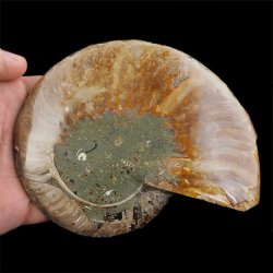 AMONIT - 135 mm - KREDA DOLNA - 110 mln lat - MADAGASKAR