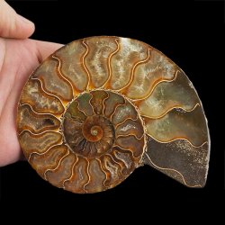AMONIT - 129 mm - KREDA DOLNA - 110 mln lat - MADAGASKAR