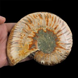 AMONIT - 129 mm - KREDA DOLNA - 110 mln lat - MADAGASKAR