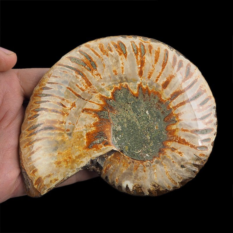 AMONIT - 129 mm - KREDA DOLNA - 110 mln lat - MADAGASKAR