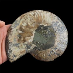 AMONIT - 155 mm - KREDA DOLNA - 110 mln lat - MADAGASKAR