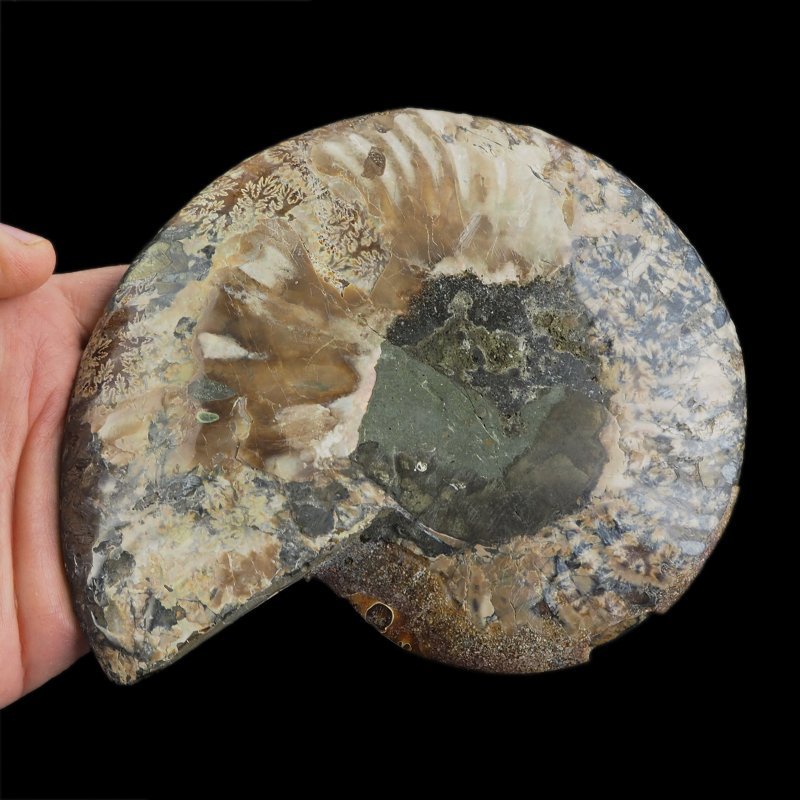 AMONIT - 155 mm - KREDA DOLNA - 110 mln lat - MADAGASKAR