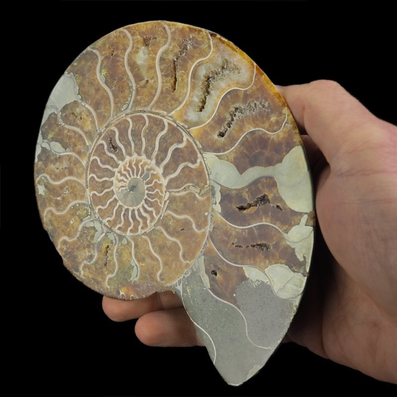 AMONIT - 155 mm - KREDA DOLNA - 110 mln lat - MADAGASKAR