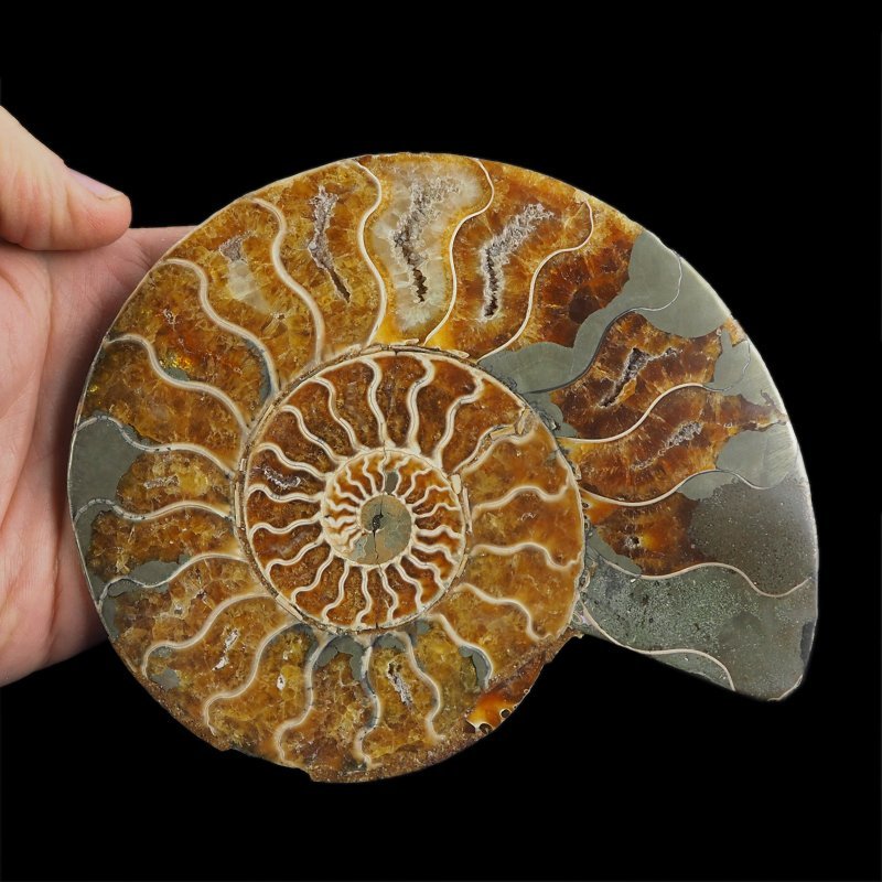 AMONIT - 155 mm - KREDA DOLNA - 110 mln lat - MADAGASKAR