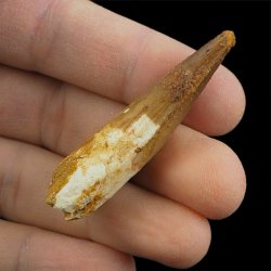 SKAMIENIAŁY ZĄB DINOZAURA Spinosaurus aegyptiacus - KREDA GÓRNA (CENOMAN) - ok. 95-100 mln lat