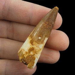 SKAMIENIAŁY ZĄB DINOZAURA Spinosaurus aegyptiacus - KREDA GÓRNA (CENOMAN) - ok. 95-100 mln lat