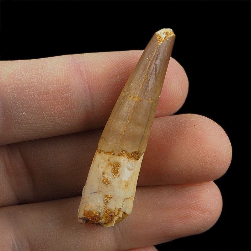 SKAMIENIAŁY ZĄB DINOZAURA Spinosaurus aegyptiacus - KREDA GÓRNA (CENOMAN) - ok. 95-100 mln lat