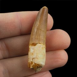 SKAMIENIAŁY ZĄB DINOZAURA Spinosaurus aegyptiacus - KREDA GÓRNA (CENOMAN) - ok. 95-100 mln lat