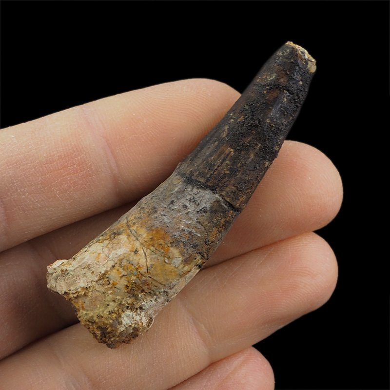 SKAMIENIAŁY ZĄB DINOZAURA Spinosaurus aegyptiacus - KREDA GÓRNA (CENOMAN) - ok. 95-100 mln lat