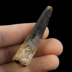 SKAMIENIAŁY ZĄB DINOZAURA Spinosaurus aegyptiacus - KREDA GÓRNA (CENOMAN) - ok. 95-100 mln lat