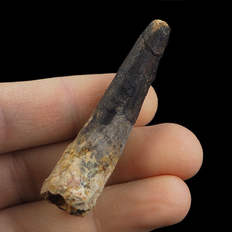 SKAMIENIAŁY ZĄB DINOZAURA Spinosaurus aegyptiacus - KREDA GÓRNA (CENOMAN) - ok. 95-100 mln lat