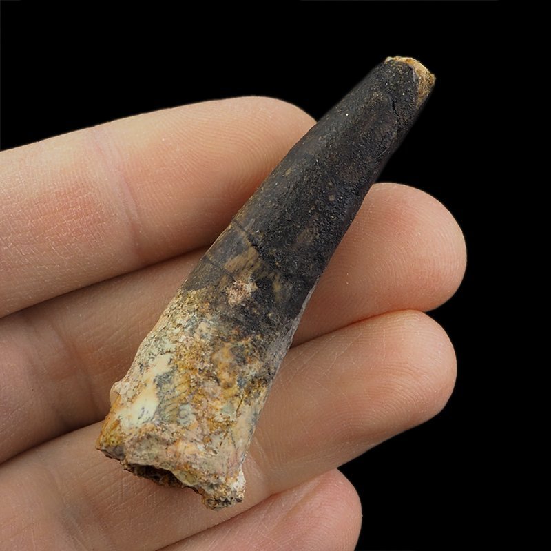 SKAMIENIAŁY ZĄB DINOZAURA Spinosaurus aegyptiacus - KREDA GÓRNA (CENOMAN) - ok. 95-100 mln lat