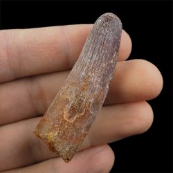 SKAMIENIAŁY ZĄB DINOZAURA Spinosaurus aegyptiacus - KREDA GÓRNA (CENOMAN) - ok. 95-100 mln lat