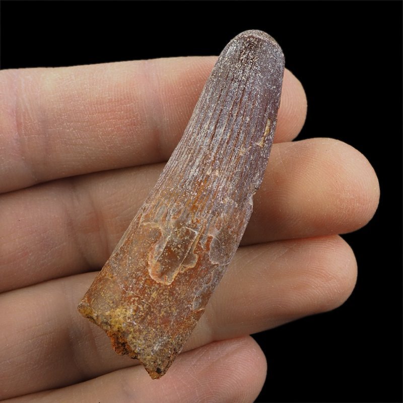 SKAMIENIAŁY ZĄB DINOZAURA Spinosaurus aegyptiacus - KREDA GÓRNA (CENOMAN) - ok. 95-100 mln lat