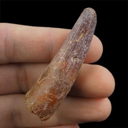 SKAMIENIAŁY ZĄB DINOZAURA Spinosaurus aegyptiacus - KREDA GÓRNA (CENOMAN) - ok. 95-100 mln lat