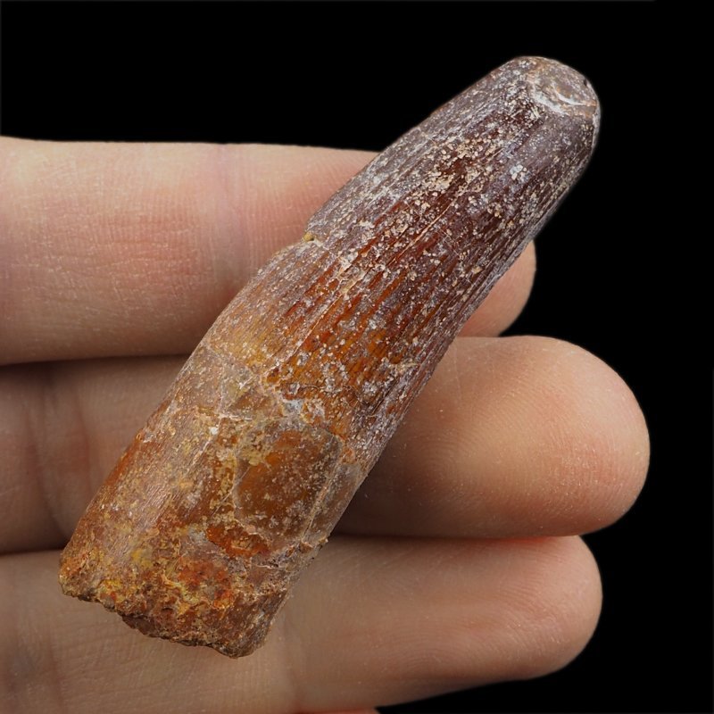 SKAMIENIAŁY ZĄB DINOZAURA Spinosaurus aegyptiacus - KREDA GÓRNA (CENOMAN) - ok. 95-100 mln lat