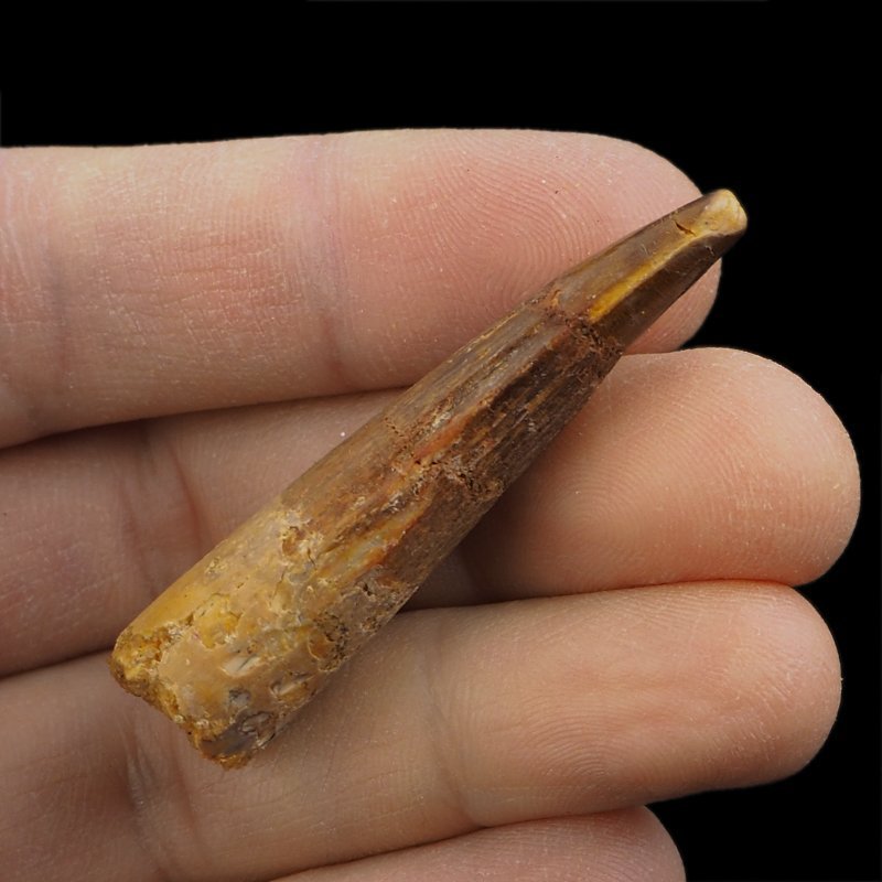 SKAMIENIAŁY ZĄB DINOZAURA Spinosaurus aegyptiacus - KREDA GÓRNA (CENOMAN) - ok. 95-100 mln lat