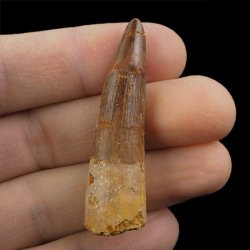 SKAMIENIAŁY ZĄB DINOZAURA Spinosaurus aegyptiacus - KREDA GÓRNA (CENOMAN) - ok. 95-100 mln lat