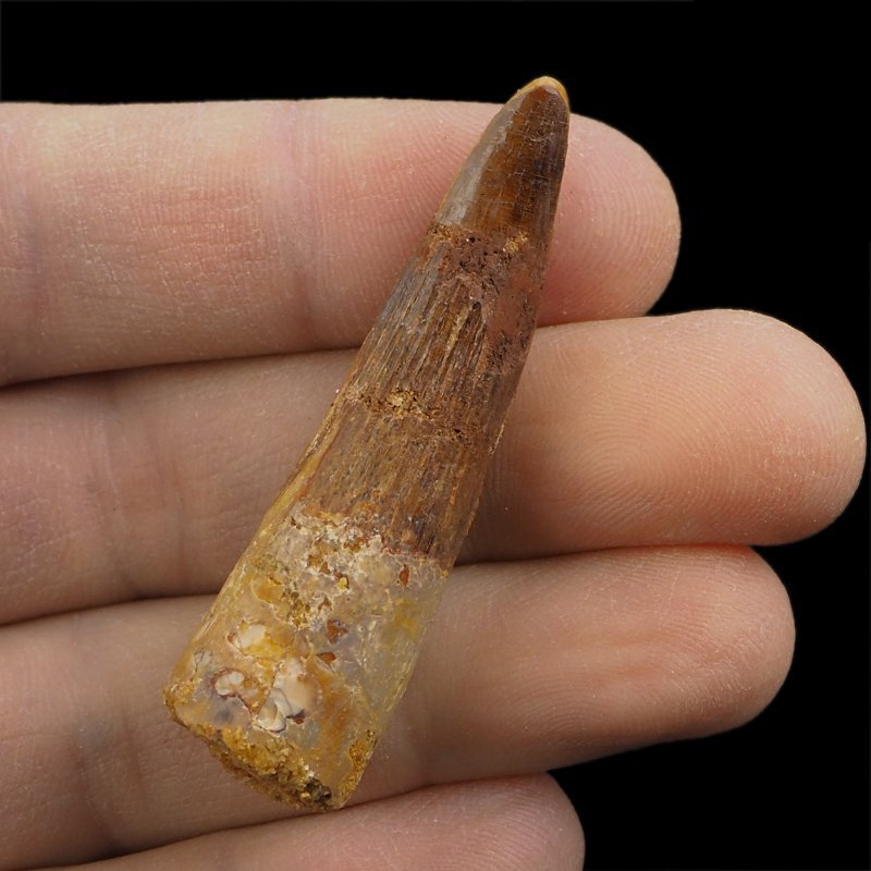SKAMIENIAŁY ZĄB DINOZAURA Spinosaurus aegyptiacus - KREDA GÓRNA (CENOMAN) - ok. 95-100 mln lat