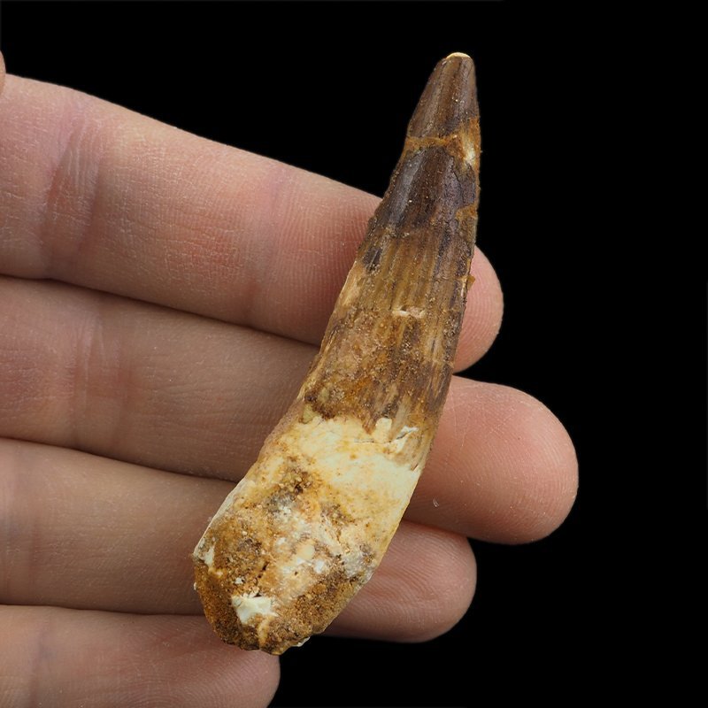 SKAMIENIAŁY ZĄB DINOZAURA Spinosaurus aegyptiacus - KREDA GÓRNA (CENOMAN) - ok. 95-100 mln lat