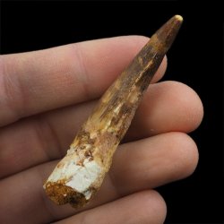 SKAMIENIAŁY ZĄB DINOZAURA Spinosaurus aegyptiacus - KREDA GÓRNA (CENOMAN) - ok. 95-100 mln lat