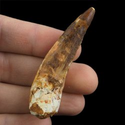 SKAMIENIAŁY ZĄB DINOZAURA Spinosaurus aegyptiacus - KREDA GÓRNA (CENOMAN) - ok. 95-100 mln lat
