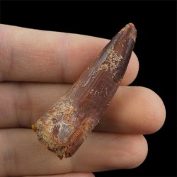 SKAMIENIAŁY ZĄB DINOZAURA Spinosaurus aegyptiacus - KREDA GÓRNA (CENOMAN) - ok. 95-100 mln lat