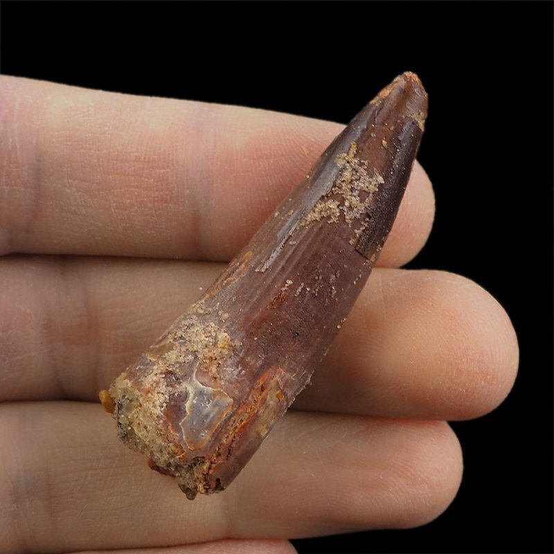 SKAMIENIAŁY ZĄB DINOZAURA Spinosaurus aegyptiacus - KREDA GÓRNA (CENOMAN) - ok. 95-100 mln lat