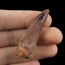 SKAMIENIAŁY ZĄB DINOZAURA Spinosaurus aegyptiacus - KREDA GÓRNA (CENOMAN) - ok. 95-100 mln lat