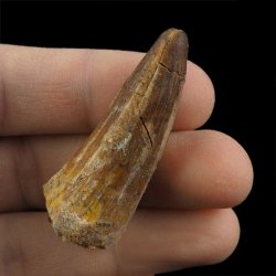SKAMIENIAŁY ZĄB DINOZAURA Spinosaurus aegyptiacus - KREDA GÓRNA (CENOMAN) - ok. 95-100 mln lat