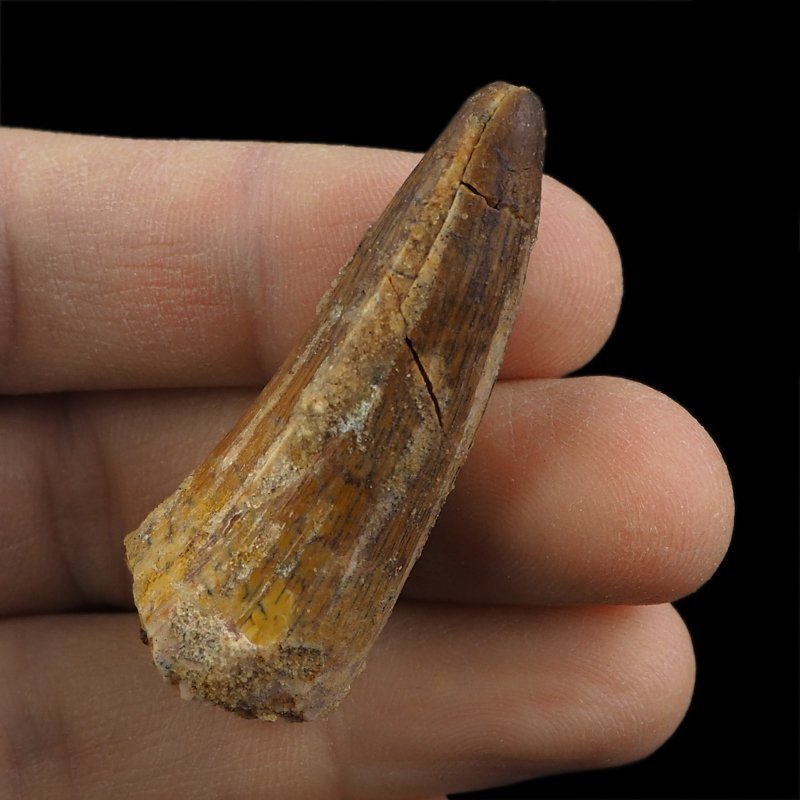 SKAMIENIAŁY ZĄB DINOZAURA Spinosaurus aegyptiacus - KREDA GÓRNA (CENOMAN) - ok. 95-100 mln lat