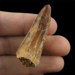 SKAMIENIAŁY ZĄB DINOZAURA Spinosaurus aegyptiacus - KREDA GÓRNA (CENOMAN) - ok. 95-100 mln lat