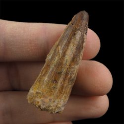 SKAMIENIAŁY ZĄB DINOZAURA Spinosaurus aegyptiacus - KREDA GÓRNA (CENOMAN) - ok. 95-100 mln lat