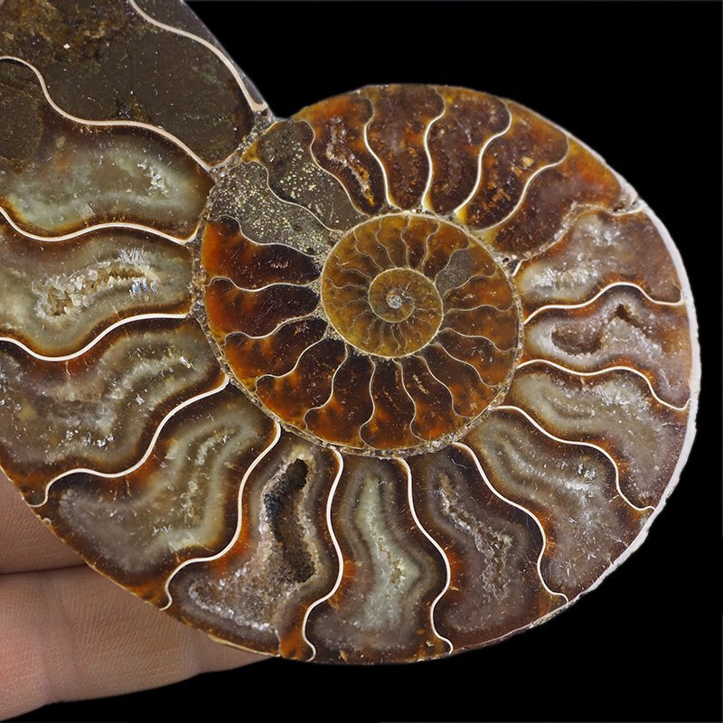 AMONIT - 107 mm - KREDA DOLNA - 110 mln lat - MADAGASKAR