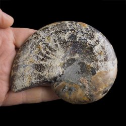 AMONIT - 107 mm - KREDA DOLNA - 110 mln lat - MADAGASKAR
