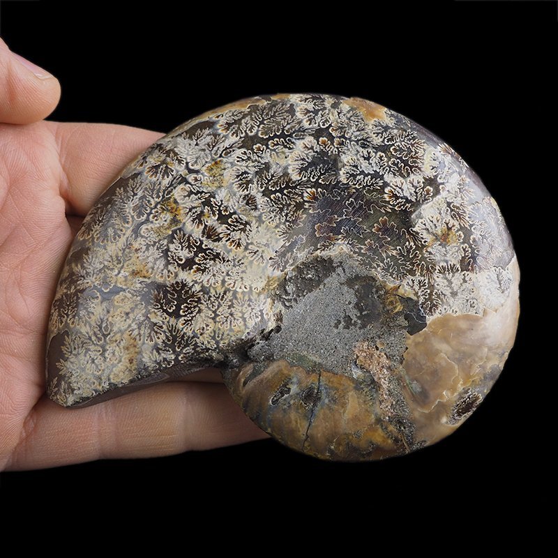AMONIT - 107 mm - KREDA DOLNA - 110 mln lat - MADAGASKAR