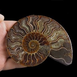 AMONIT - 107 mm - KREDA DOLNA - 110 mln lat - MADAGASKAR