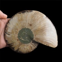 AMONIT - 150 mm - KREDA DOLNA - 110 mln lat - MADAGASKAR