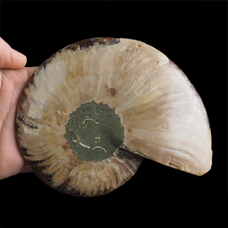 AMONIT - 150 mm - KREDA DOLNA - 110 mln lat - MADAGASKAR