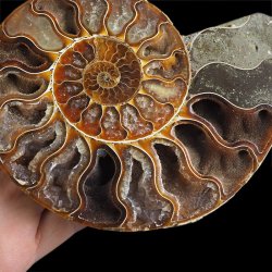 AMONIT - 150 mm - KREDA DOLNA - 110 mln lat - MADAGASKAR