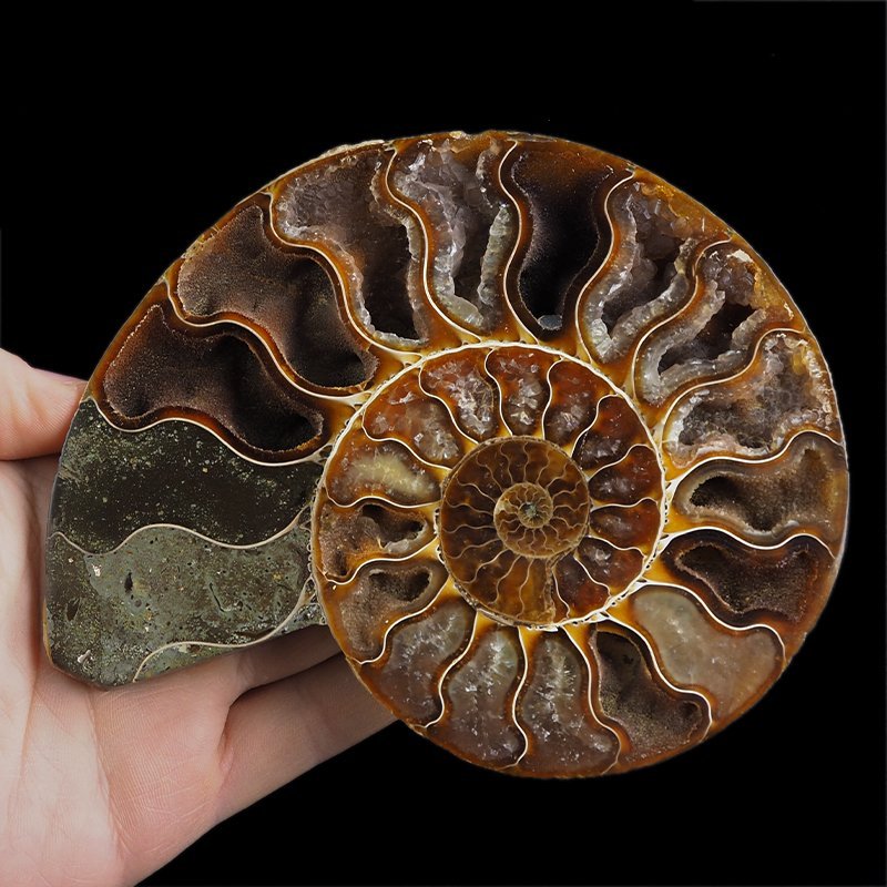 AMONIT - 150 mm - KREDA DOLNA - 110 mln lat - MADAGASKAR