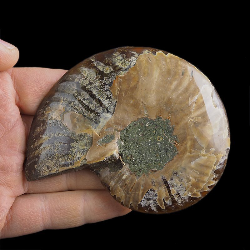 AMONIT - 95 mm - KREDA DOLNA - 110 mln lat - MADAGASKAR