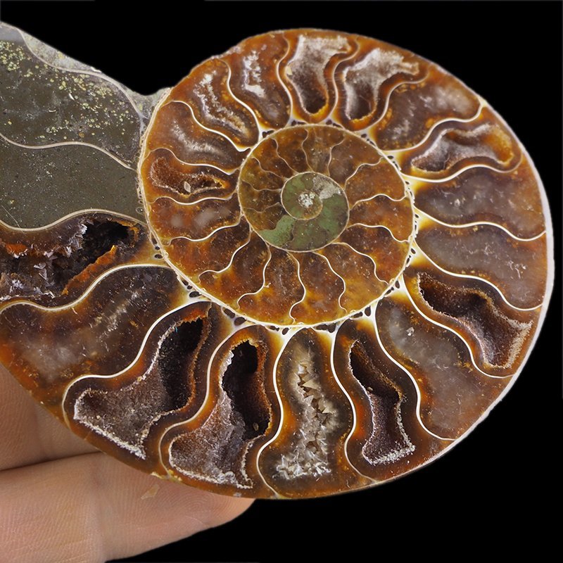 AMONIT - 95 mm - KREDA DOLNA - 110 mln lat - MADAGASKAR