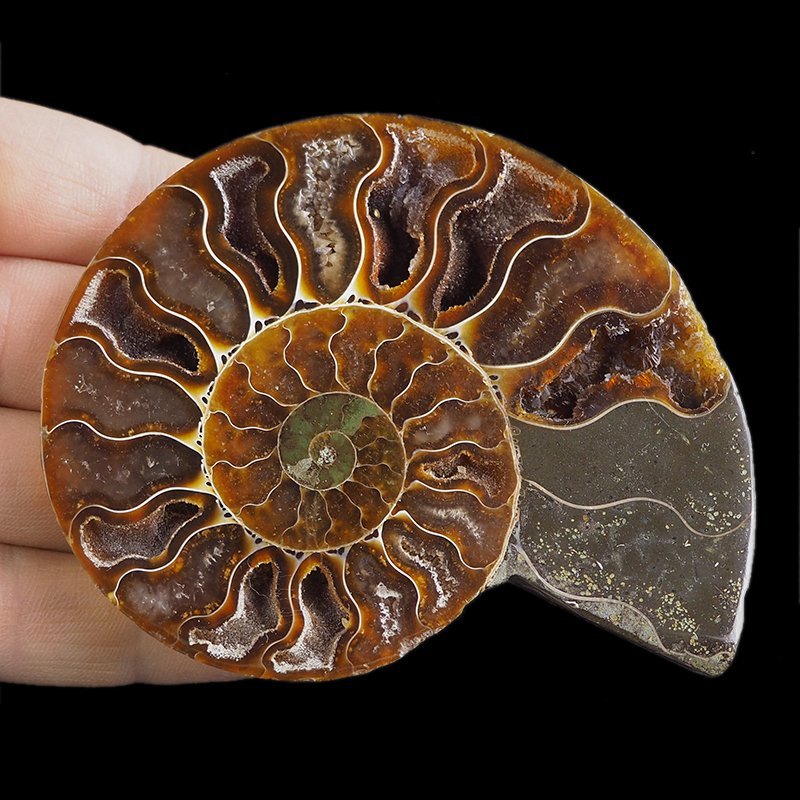 AMONIT - 95 mm - KREDA DOLNA - 110 mln lat - MADAGASKAR