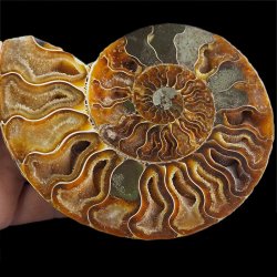 AMONIT - 137 mm - KREDA DOLNA - 110 mln lat - MADAGASKAR