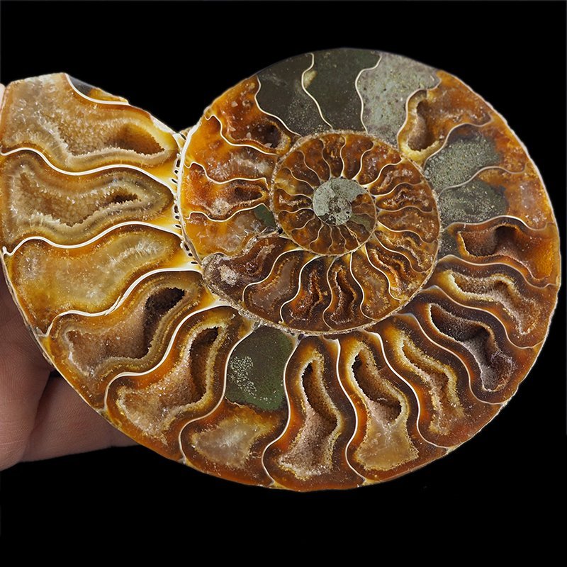 AMONIT - 137 mm - KREDA DOLNA - 110 mln lat - MADAGASKAR